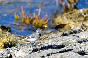 White Wagtail Songbird Bird