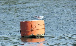 Bird Wild Wildlife