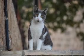 Animal Cute Cat