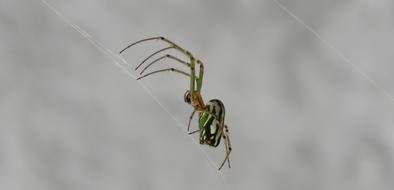 Spider Insect Nature