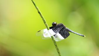 Dragon Fly Insect Nature