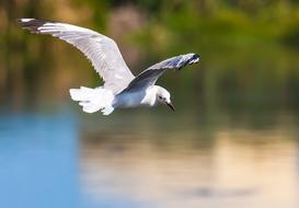 Hartlaub Gull In Flight Golden