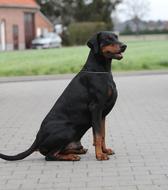 Dog Canidae Mammals