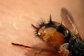 Insect Fly butt Close Up photo