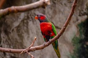 colored parrot on a branch