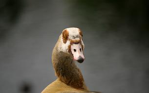 Animal Nature Cute