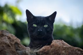 Cat Black Pets
