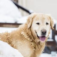 fluffy dog in the snow