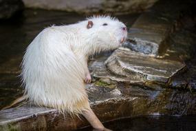 Myocastor Nutria Animal
