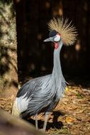 Animal Bird Head
