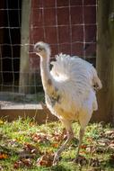 Emu Bird Animal