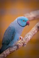 Animal Bird Parakeet