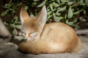 Animal Fox Mammals