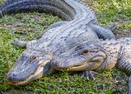 Alligator Reptile Predator