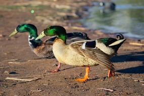 Bird Wildlife Nature