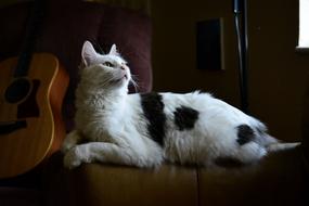 Animal Cute Cat