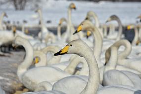 Animal Lake Waterside