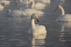 White swans floating on the lake