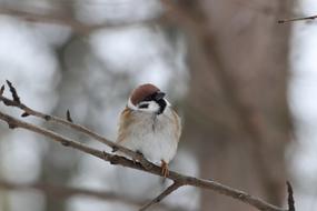Living Nature sparrow Bird