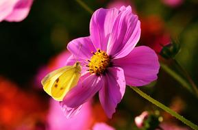 Butterfly Insect Pollination