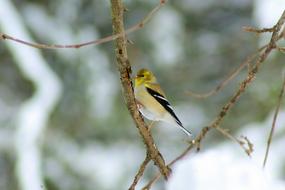 Goldfinch In Ozarks Winter