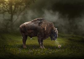 wild bison in a dark field