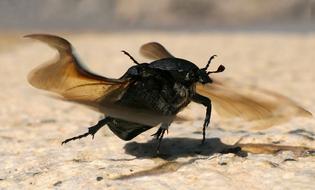 Scarab Géoteope Beetle Take