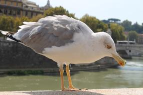 Bird Nature Waters