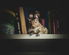 squirrel on the bookshelf