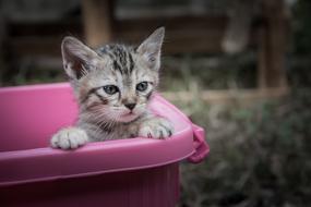 Kittycat in pink basket