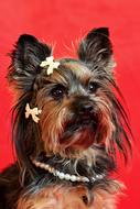 Yorkshire Terrier Dog Portrait