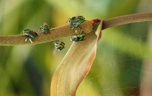 Insects in Nature Wild Life