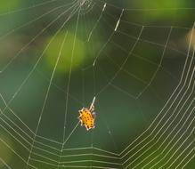 Spider Web Arachnid