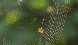 Spider Web Arachnid