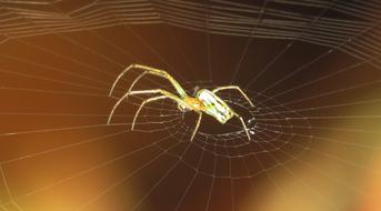 little spider on the web