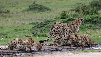 Wildlife Mammal Nature