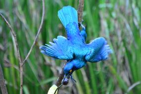 Beautiful Bird Nature