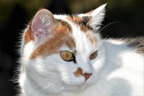 Cat White Pet