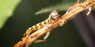 Insect Wild Life Animalia