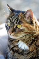Cat Mackerel Pet photo