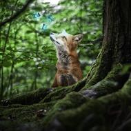 Fox Animal Forest