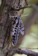 Macro Insect Moth