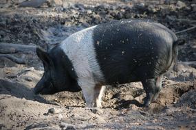 Pet Domestic Pig Mud