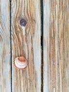 Shell Sea Beach
