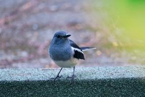 Hi Finch Bird Feather Common