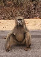 Mammal Animal World Monkey