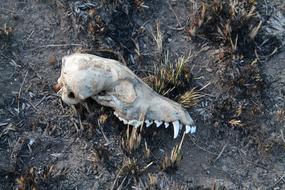 Bone Skull Dead