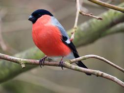 Gimpel Bullfinch Males