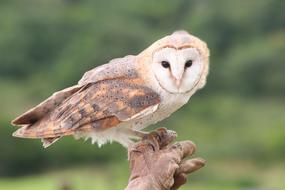 Barn Owl Bird