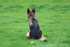 German Shepherd Dog Ball